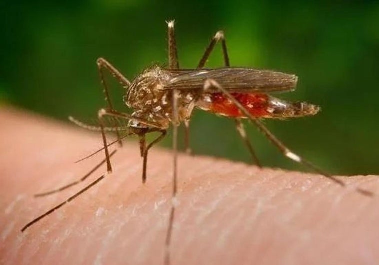 El calor activa a los mosquitos y sus enfermedades asociadas: los consejos de los expertos para evitarlos